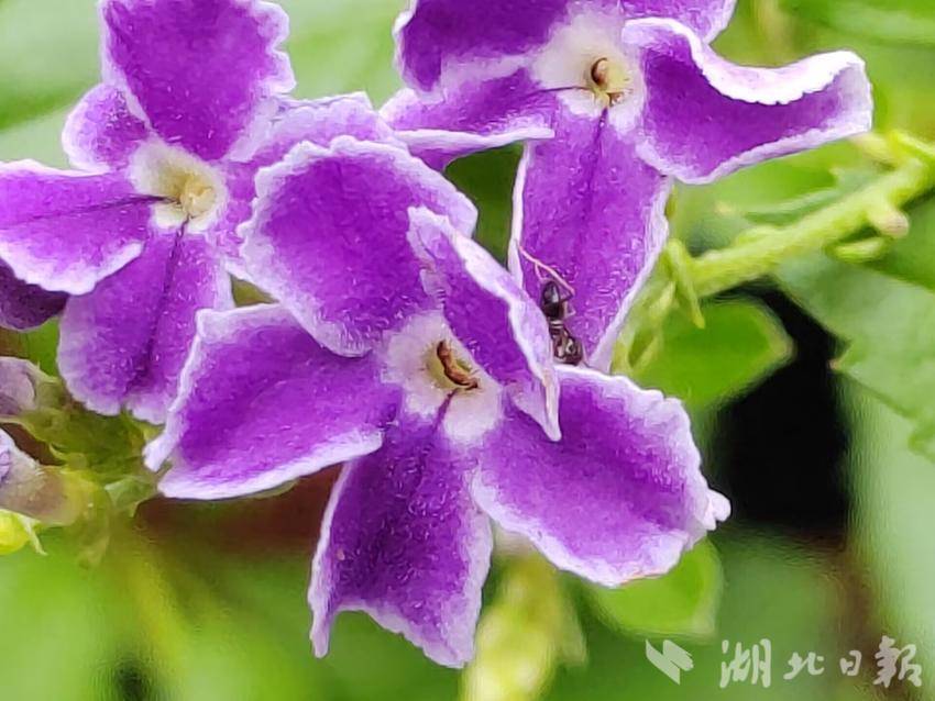 免费扎金花下载